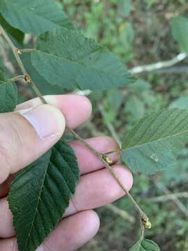 Image de Carpinus kawakamii Hayata