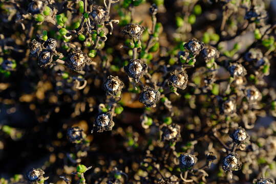 Image of Dicrocaulon brevifolium N. E. Br.