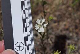 Image of hayfield tarweed