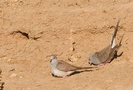 Image of Diamond Dove