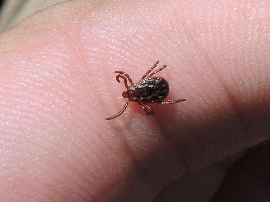 Image of American dog tick