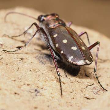 Image of Cicindela (Calomera) littoralis Fabricius 1787