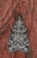 Eudonia truncicolella Stainton 1849的圖片