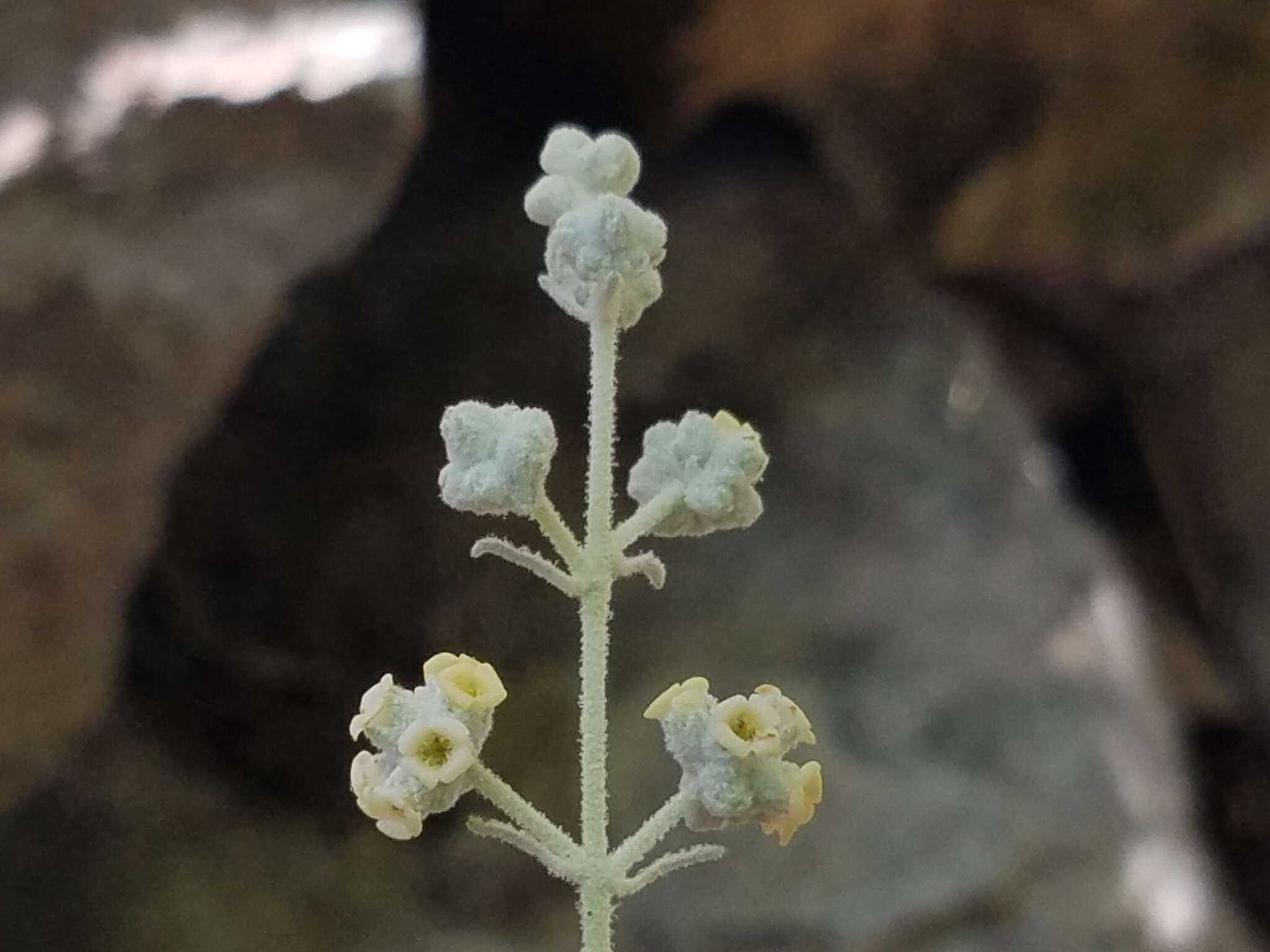 Sivun Buddleja racemosa subsp. racemosa kuva