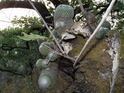 Mammillaria albilanata subsp. albilanata resmi