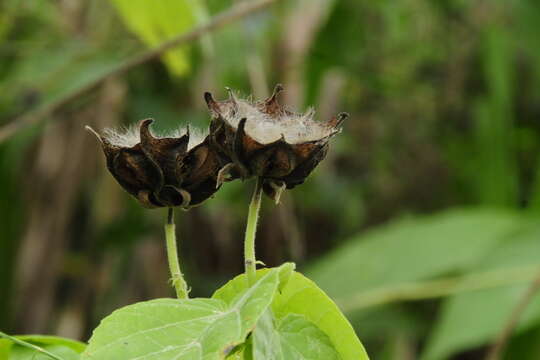 Image of Abroma augustum (L.) L. fil.