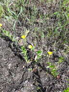 Imagem de Oenothera perennis L.