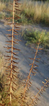 Image of Cross grass