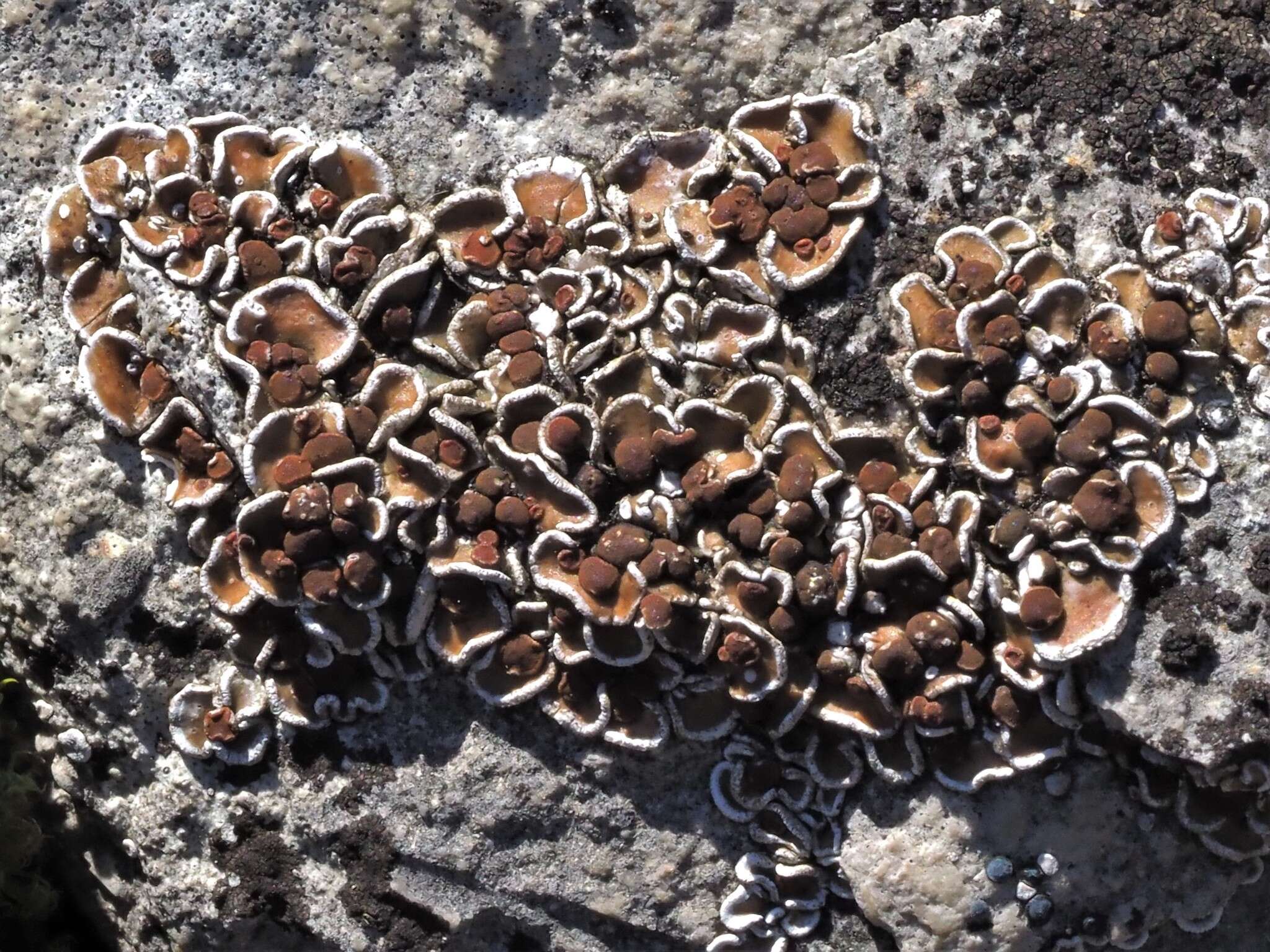 Image of false Russell's fishscale lichen