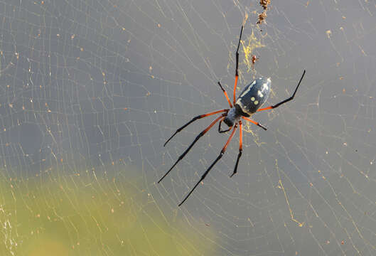 صورة Trichonephila sumptuosa (Gerstäcker 1873)