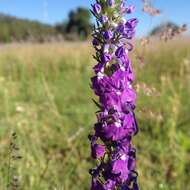 Imagem de Lobelia fenestralis Cav.