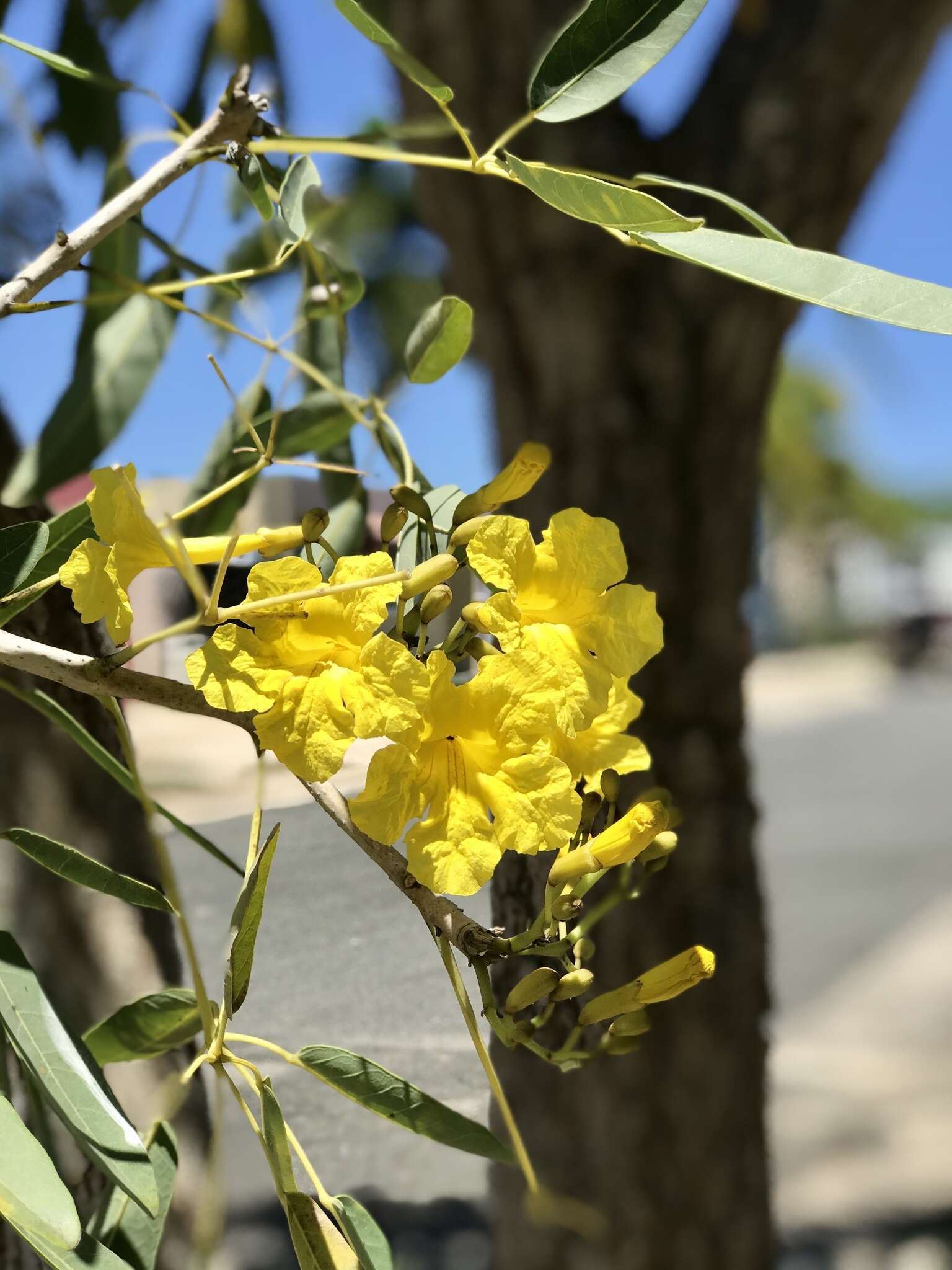 Image of Caribbean trumpet tree