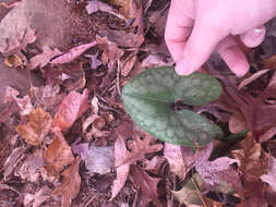 Image de Hexastylis arifolia var. arifolia