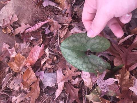 Image of Hexastylis arifolia var. arifolia