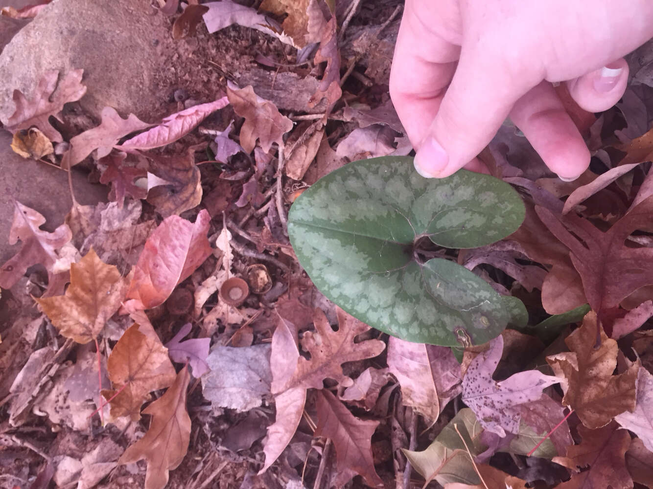 Image de Hexastylis arifolia var. arifolia