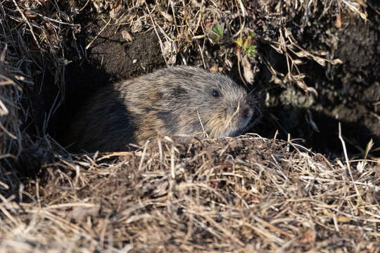 Image of Brown Lemming