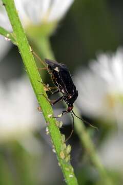 Image of Deraeocoris ater (Jakovlev 1889)