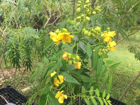 Senna ligustrina (L.) H. S. Irwin & Barneby resmi