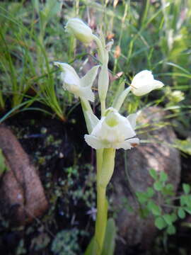 Image of Pterygodium pentherianum Schltr.