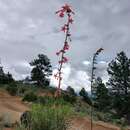 Image of scarlet gilia