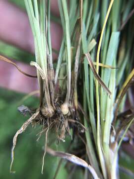 Juncus filipendulus Buckl. resmi