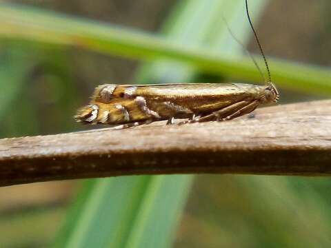 Glyphipterix scintilella Walker 1864 resmi