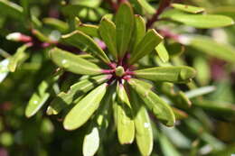 Image of Drimys xerophila subsp. xerophila