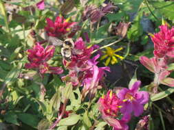 Image of Bombus kirbiellus Curtis 1835