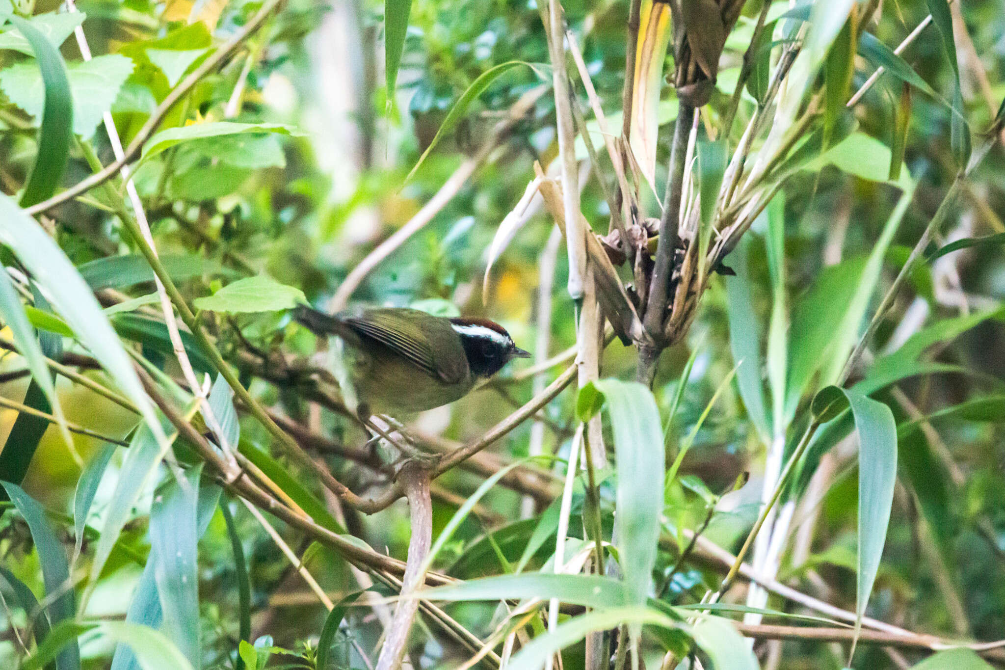 Image of Black-cheeked Warbler