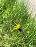 Image of Tragopogon minor Mill.