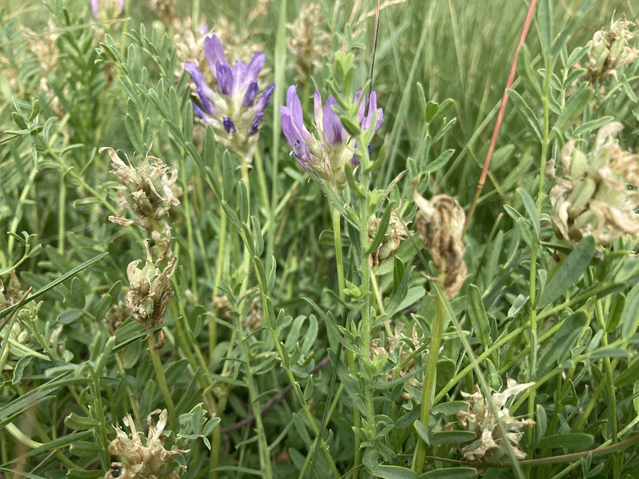 Image of prairie milkvetch