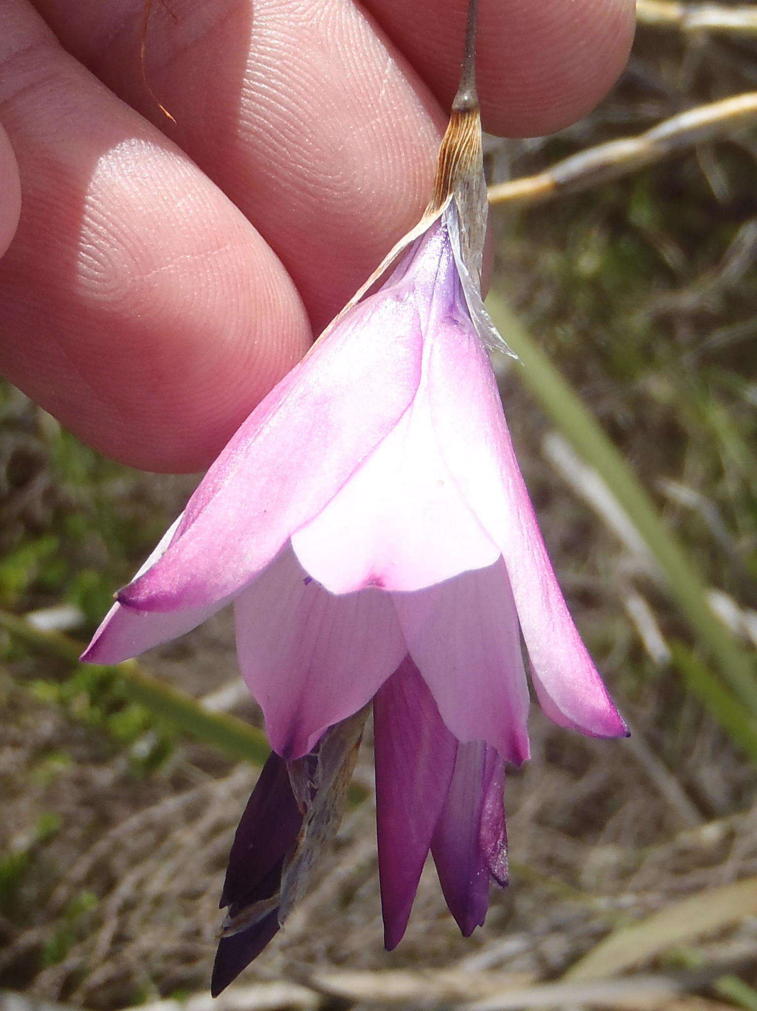 Plancia ëd Dierama pendulum (L. fil.) Baker