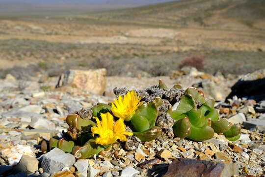 Image of Glottiphyllum suave N. E. Br.