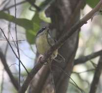 Image of White-browed Scrubwren