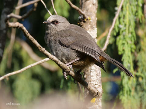 Image of Abyssinian Catbird