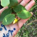 Plancia ëd Hypericum formosanum Maxim.