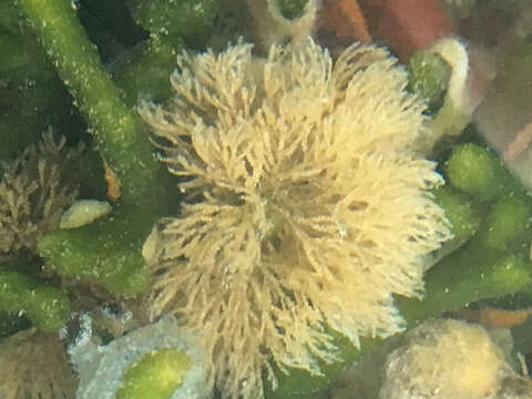 Image of Marine bryozoan