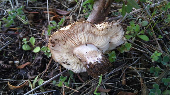 Imagem de Tricholosporum tetragonosporum (Maire) Contu & Mua 2000