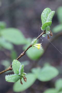 Image of Dirca mexicana G. L. Nesom & M. H. Mayfield