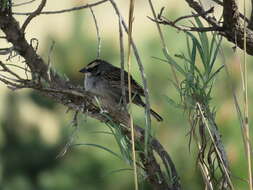 Image of Oriturus Bonaparte 1850