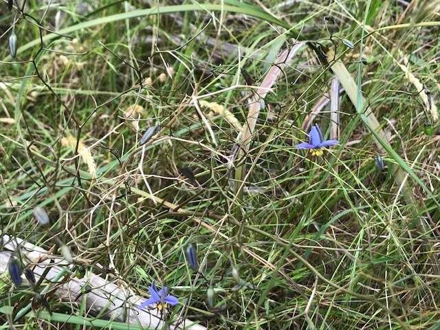 Image of Dianella revoluta var. revoluta