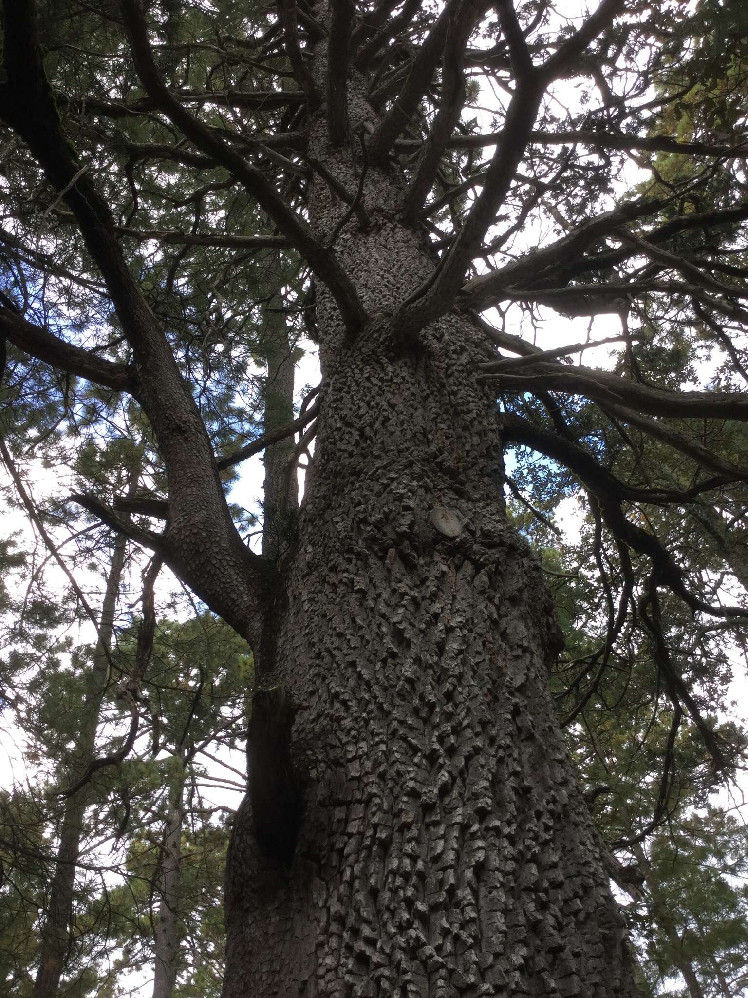 Image de Abies durangensis Martínez