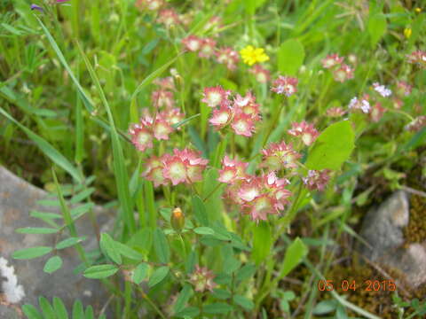 Image de Valerianella obtusiloba Boiss.