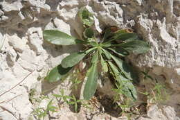 Image of Campanula mirabilis Albov