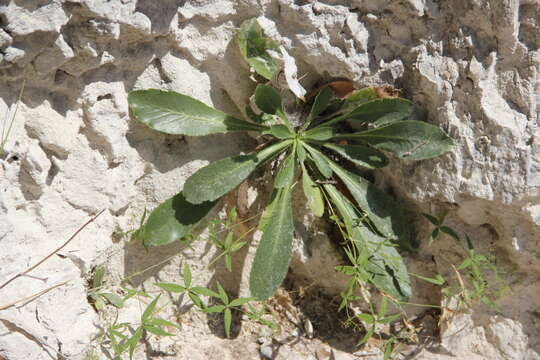 Image of Campanula mirabilis Albov