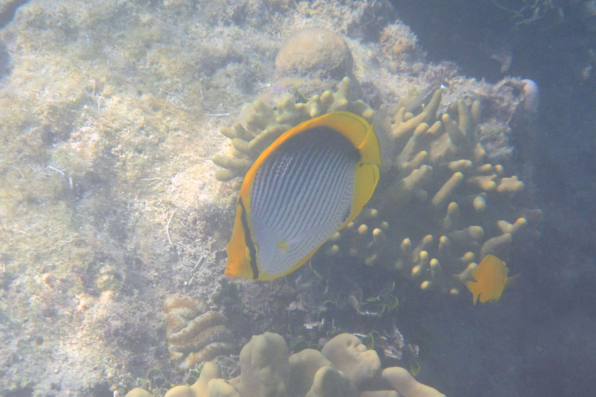 Image of Black-back Butterflyfish