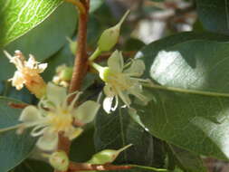 Image of Sideroxylon peninsulare (Brandegee) T. D. Penn.