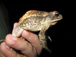 Image of Gulf Coast toad