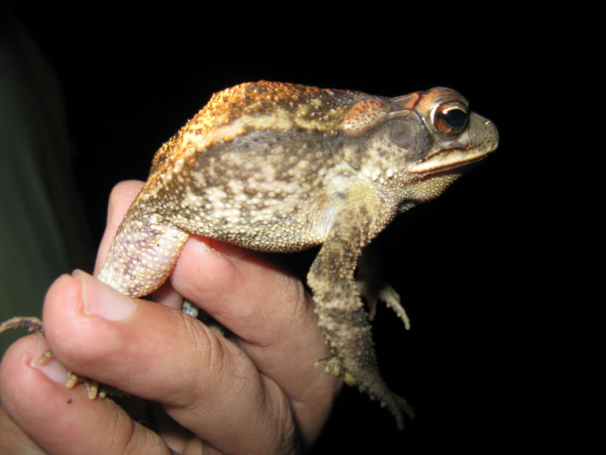 Image of Gulf Coast toad