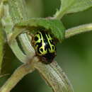 Image of Calligrapha (Calligrapha) fulvipes Stål 1859